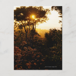 Jungle bei Sonnenuntergang, Bali, Indonesien Postkarte
