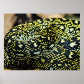 Jungle Carpet Python Snake Poster (Vorne)