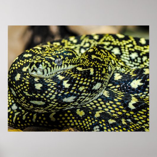 Jungle Carpet Python Snake Poster (Vorne)