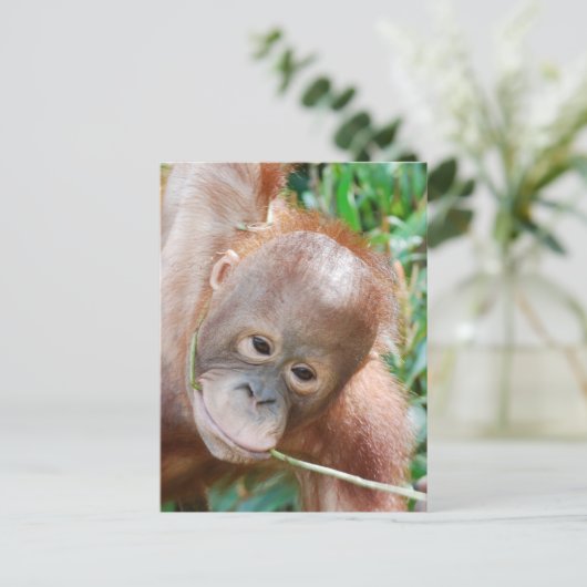 Jungle Dental Floss Orangutan auf Borneo Postkarte (Stehend Vorderseite)