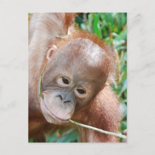 Jungle Dental Floss Orangutan auf Borneo Postkarte