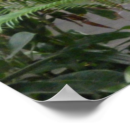 Jungle Duck Poster (Ecke)