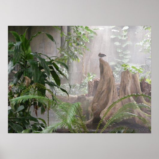 Jungle Duck Poster (Vorne)