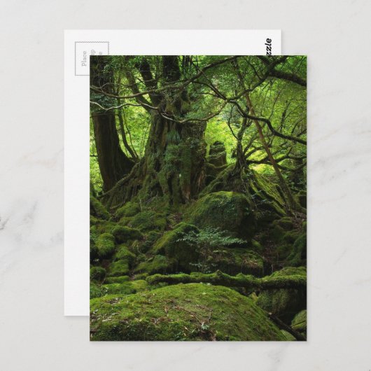 Jungle Forest of Moss Postkarte (Vorne/Hinten)