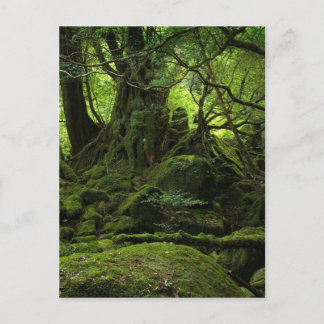 Jungle Forest of Moss Postkarte