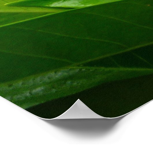 Jungle Gardenia Poster (Ecke)