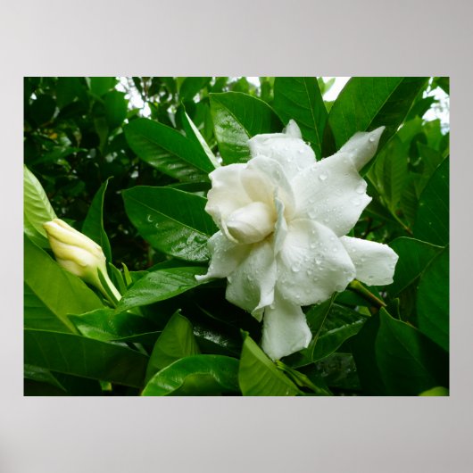 Jungle Gardenia Poster (Vorne)