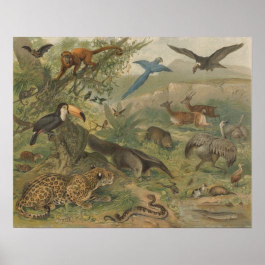 Jungle Jaguar und Tierfreunde Poster (Vorne)