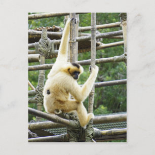 Jungle Jim Postkarte