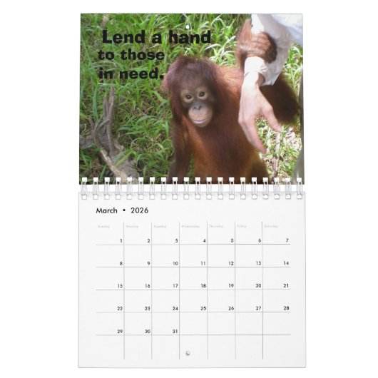 Jungle Lessons Wildtierkalender Kalender (Mär 2026)