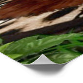 JUNGLE MÄDCHEN SIND AUSGESCHOSSEN POSTER (Ecke)