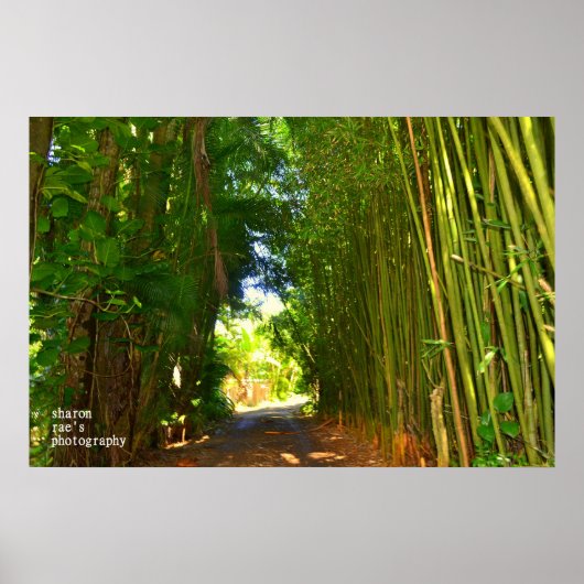 Jungle Poster (Vorne)