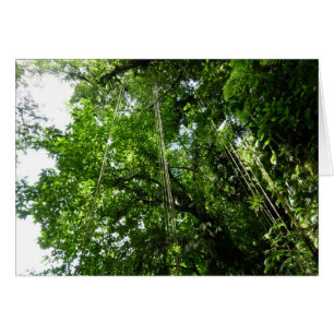 Jungle Ropes Rainforest Fotografie