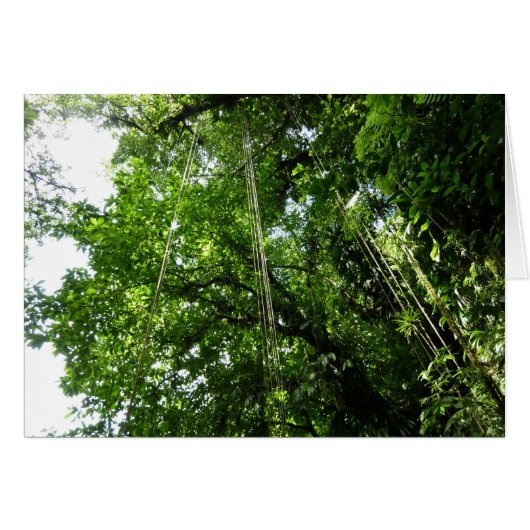 Jungle Ropes Rainforest Fotografie (Vorderseite (Horizontal))