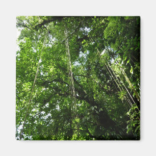 Jungle Ropes Rainforest Fotografie Magnet