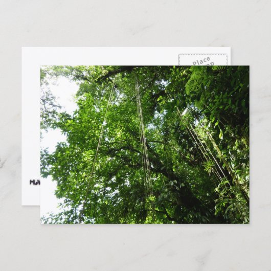 Jungle Ropes Rainforest Fotografie Postkarte (Vorne/Hinten)