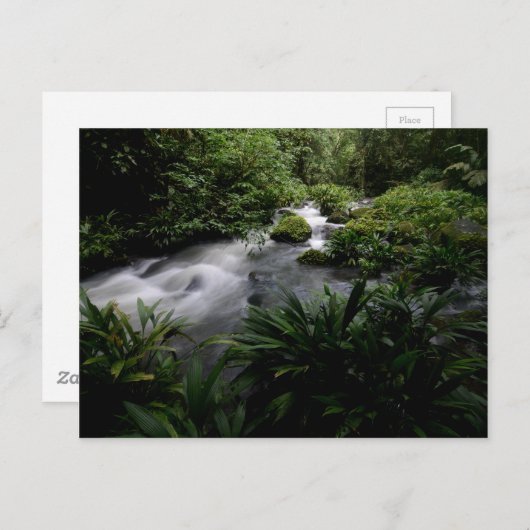 Jungle Stream River Landscape Amazon Postkarte (Vorne/Hinten)