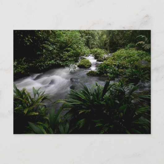 Jungle Stream River Landscape Amazon Postkarte (Vorderseite)