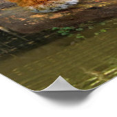 JUNGLE TIGER POSTER (Ecke)