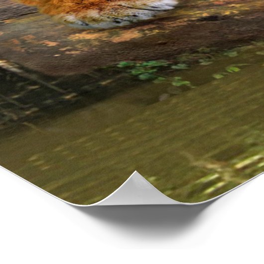 JUNGLE TIGER POSTER (Ecke)