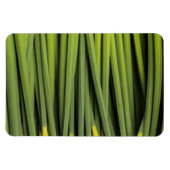 Jungreichtum Magnet (Horizontal)