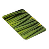 Jungreichtum Magnet (Rechte Seite)