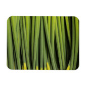 Jungreichtum Magnet (Horizontal)