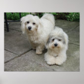 Jungtiere aus Öl Poster (Vorne)