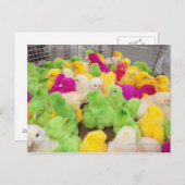 Jungtiere in einem Pen auf einem von Dye gefärbten Postkarte (Vorne/Hinten)