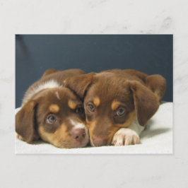 Jungtiere Postkarte