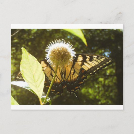 Juni-Monarch Postkarte (Vorderseite)
