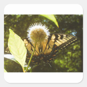 Juni-Monarch-Quadrat-Aufkleber Quadratischer Aufkleber