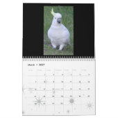 Juniorkoala-Kalender Kalender (Mär 2027)