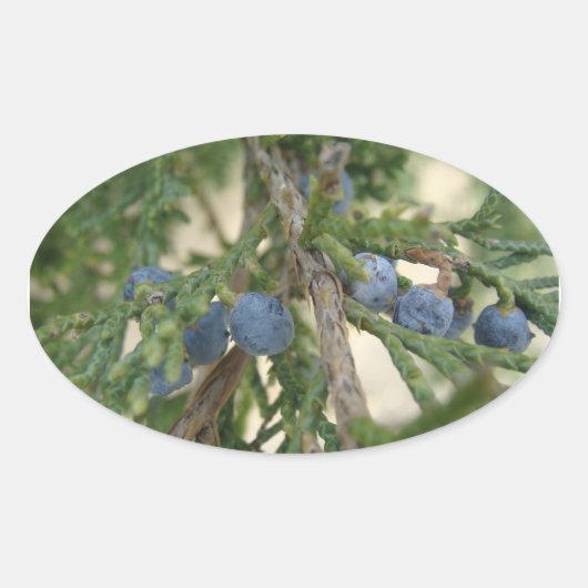 Juniper Berry Stickers (Vorderseite)