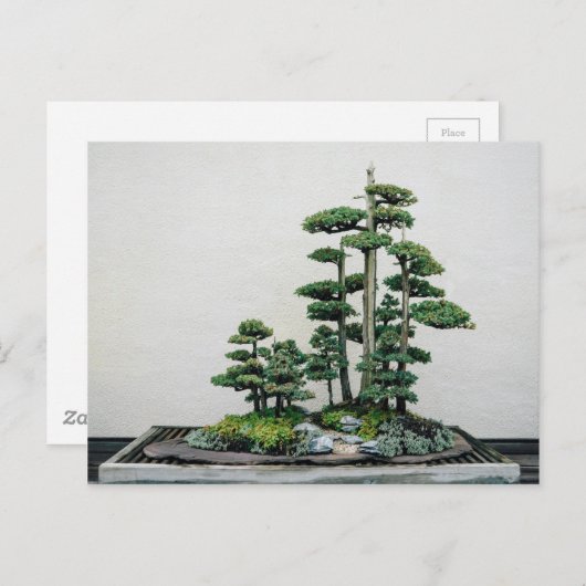 Juniper Bonsai Forest Postkarte (Vorne/Hinten)
