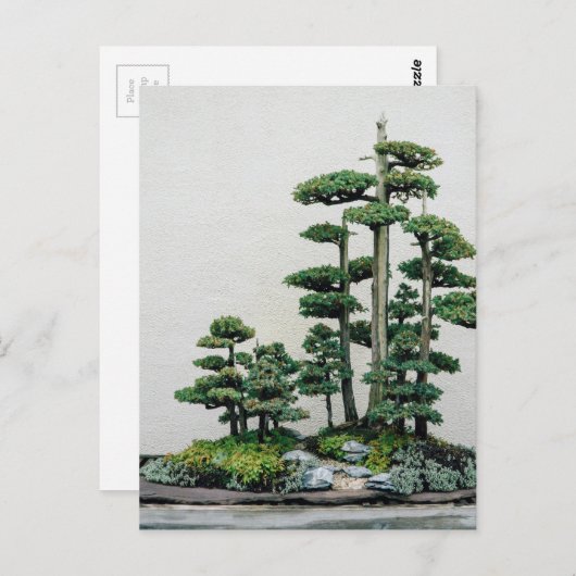 Juniper Bonsai Forest Postkarte (Vorne/Hinten)