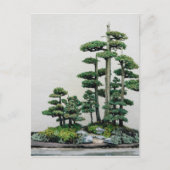 Juniper Bonsai Forest Postkarte (Vorderseite)
