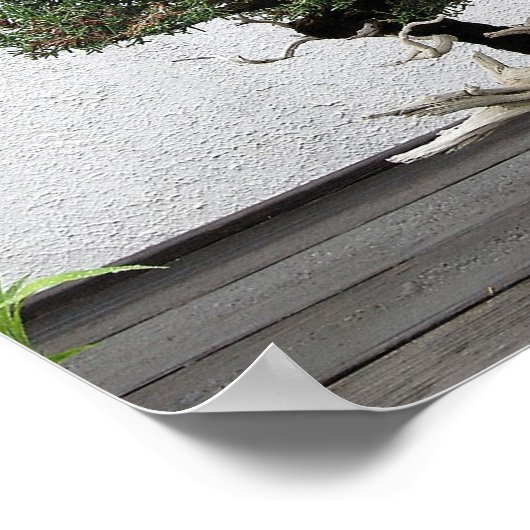 Juniper Bonsai Poster (Ecke)