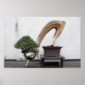 Juniper Bonsai Poster (Vorne)