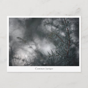 Juniper Floral Nature Foto Postkarte