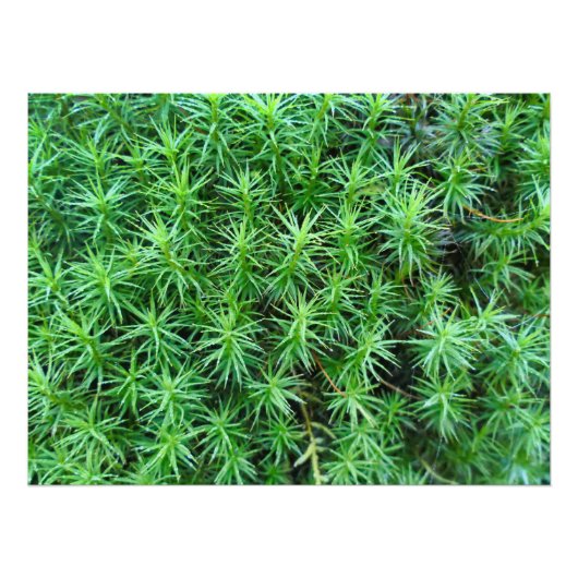 Juniper Hair Cap Moss Fotodruck (Vorne)