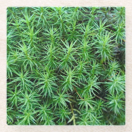 Juniper Hair Cap Moss Glasuntersetzer (Vorderseite)