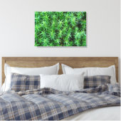 Juniper Hair Cap Moss Leinwanddruck (Insitu (Schlafzimmer))