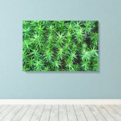 Juniper Hair Cap Moss Leinwanddruck (Insitu (Holzboden))
