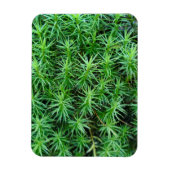 Juniper Hair Cap Moss Magnet (Vertikal)