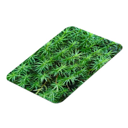 Juniper Hair Cap Moss Magnet (Linke Seite)