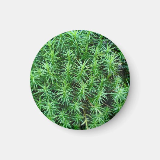 Juniper Hair Cap Moss Magnet (Vorne)