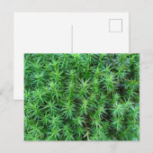 Juniper Hair Cap Moss Postkarte (Vorne/Hinten)