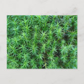 Juniper Hair Cap Moss Postkarte (Vorderseite)