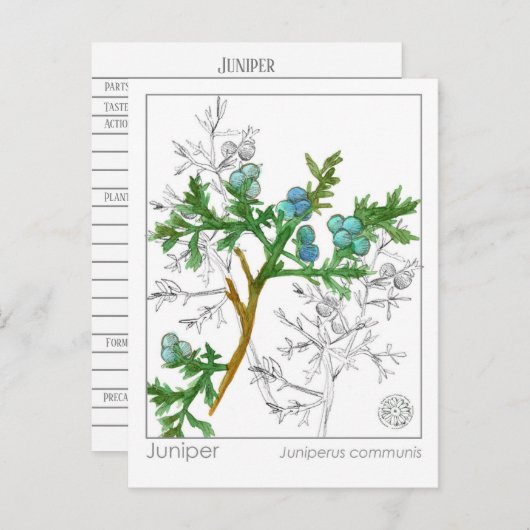 Juniper Materia Medica Monograph Kräuterstudie Postkarte (Vorne/Hinten)
